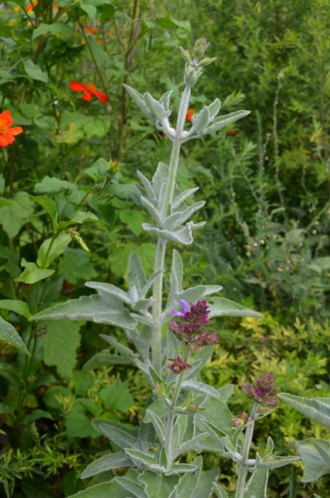 Salvia canariensis var.candidissima